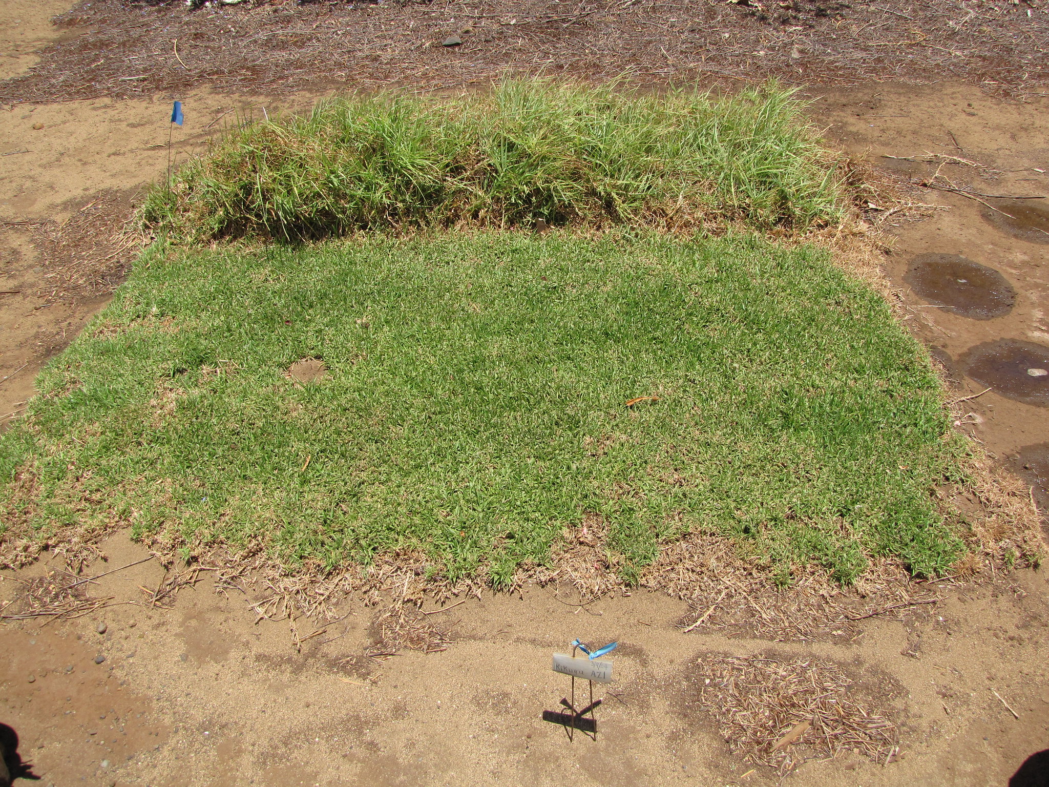 בדיקות קרקע